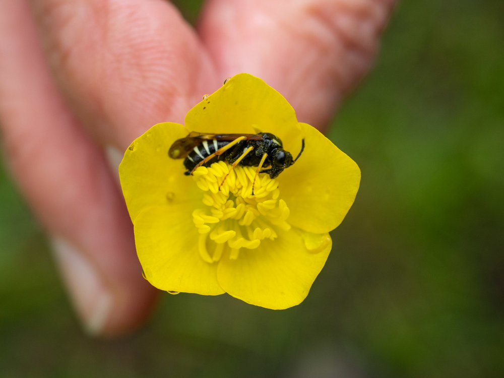 Insects like this wasp are often found sleeping in a flower