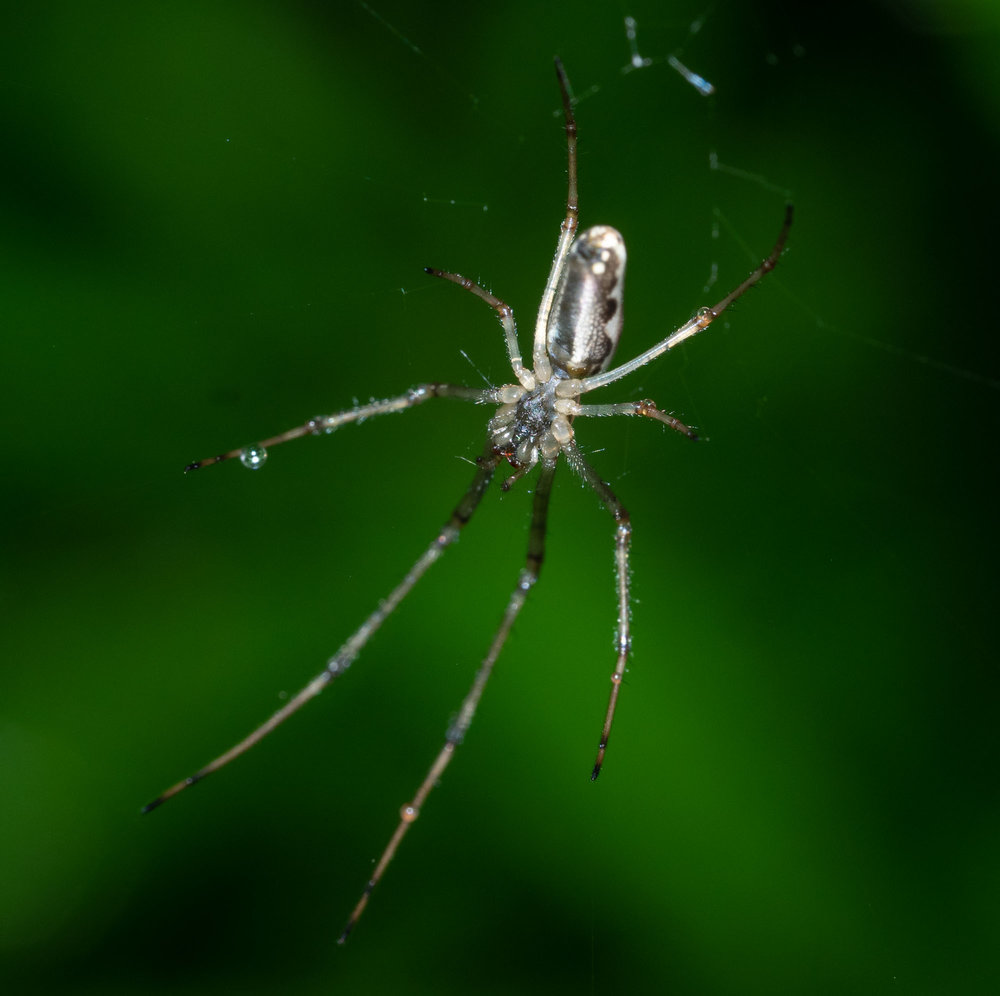 Orbweaver spiders had spun their webs