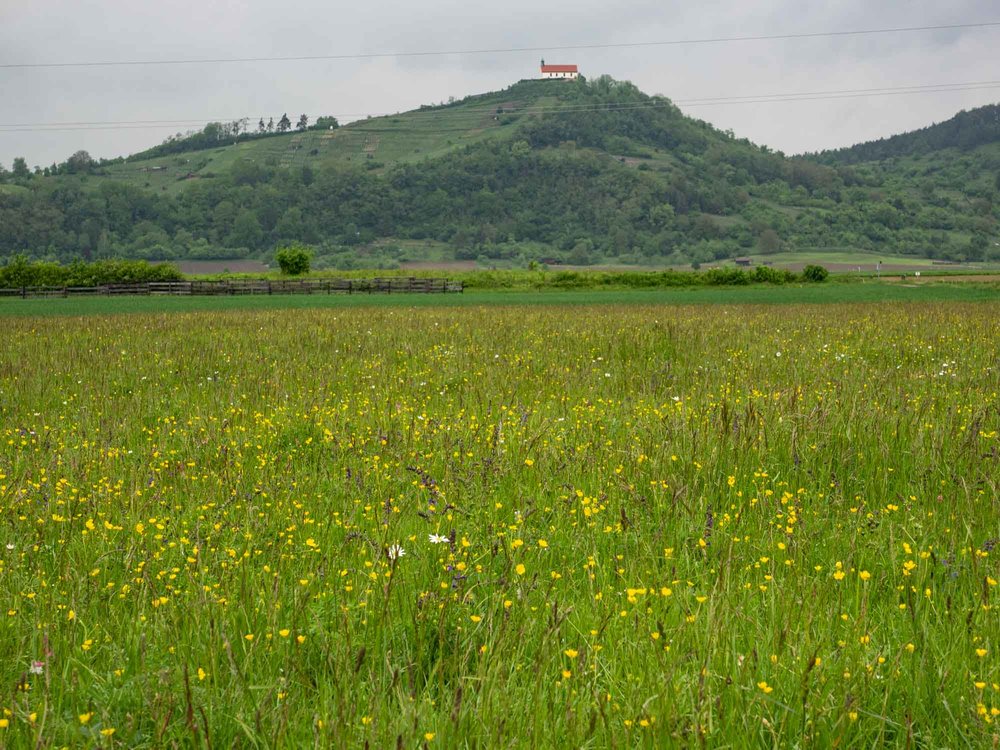 The fields show a high diversity of native vegetation. The building in the distance is Würmlingen Chapel.