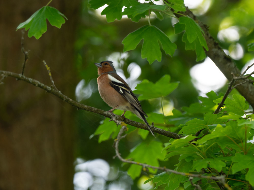 A Chaffinch