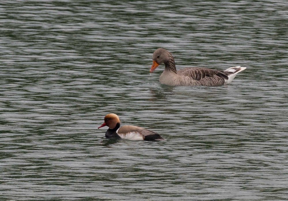 Two of the many waterbirds on the lake - Greylag Goose and Red-crested Pochard