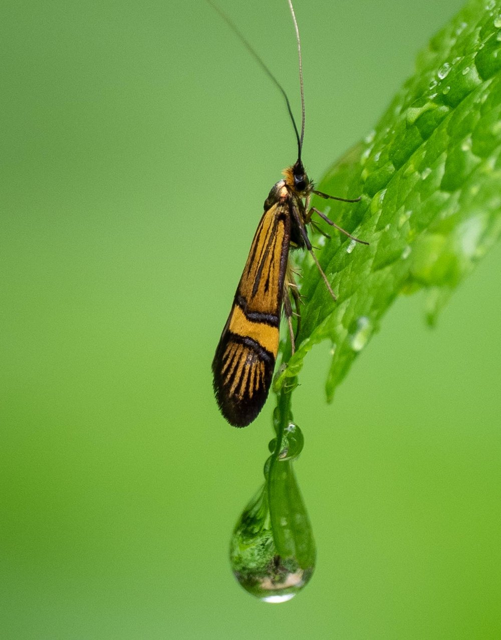 This Fairy Moth is closely related to an Australian native species (Nemophora) 