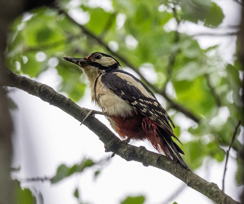 A Great Spotted Woodpecker