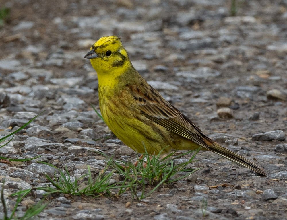 Many birds like this Yellowhammer were seen in the meadows