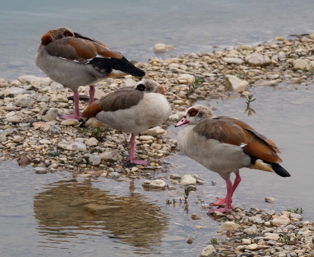 Egyptian Geese - an introduced species