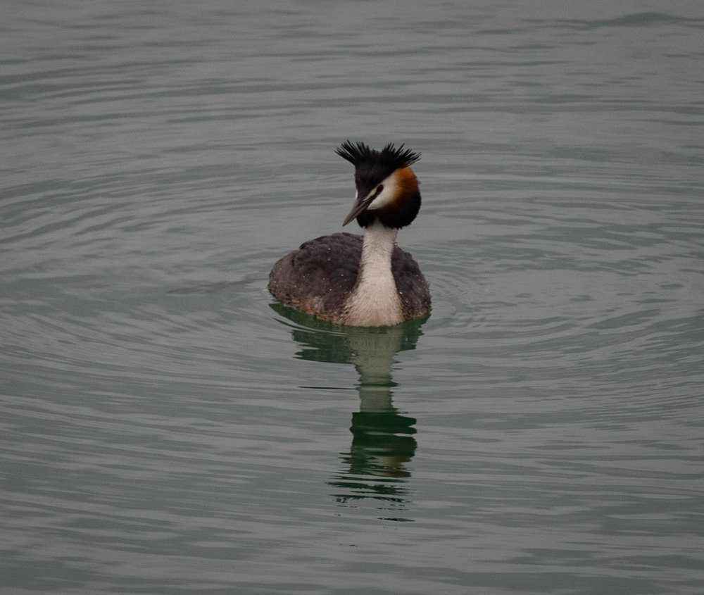 Great Crested Grebe - same species as we see in Oz