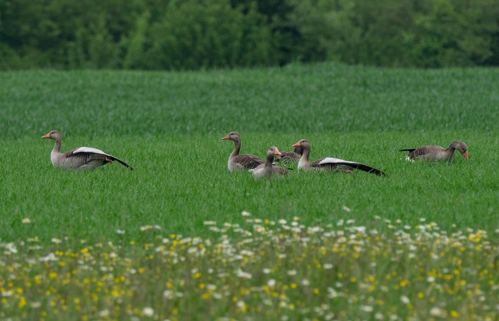 Greylag Geese feeding in nearby wheat fields