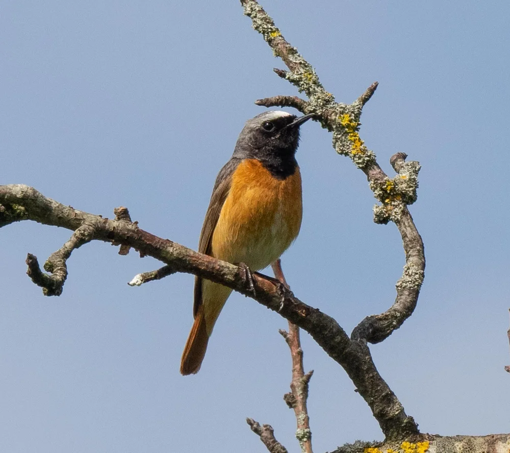 Common Redstart (male)