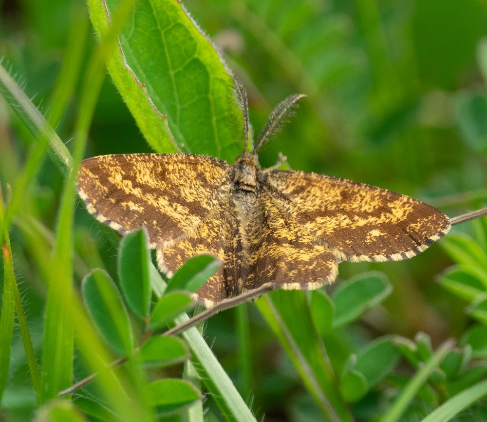 Common heath moth (Ematurga atomaria)