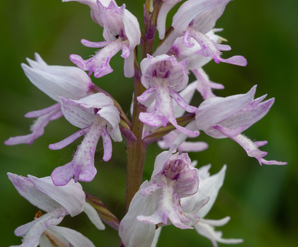 Military Orchid (Orchis militaris)