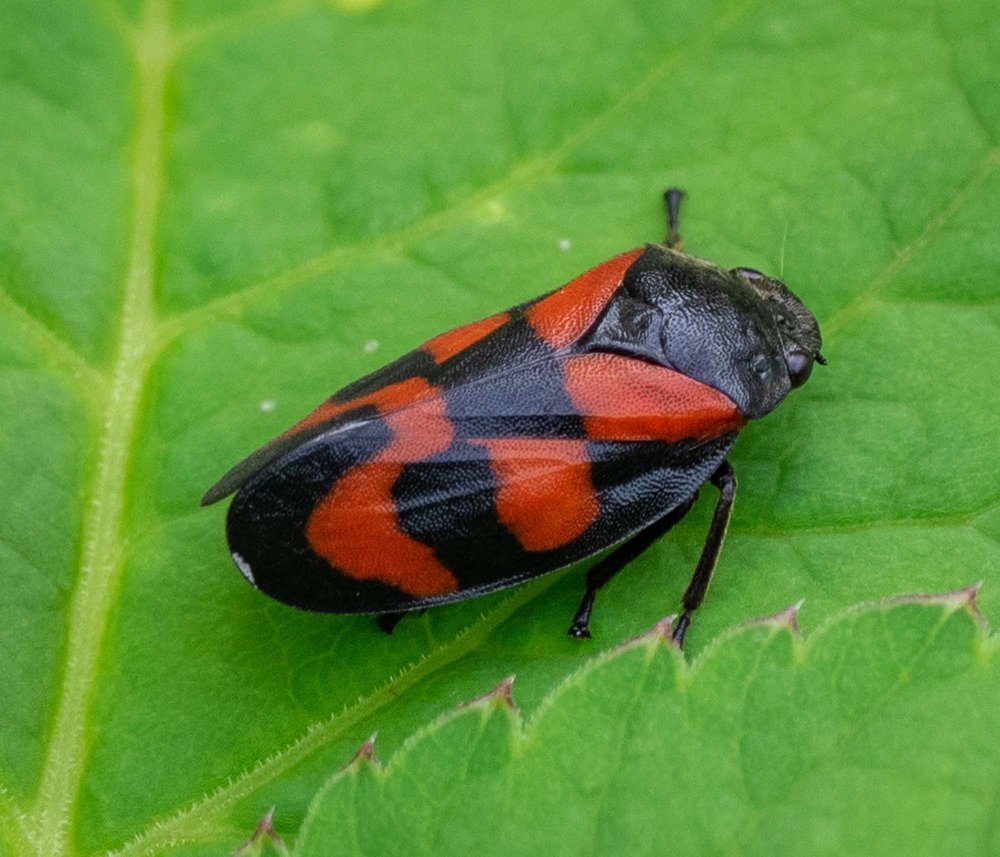 Black-and-red Froghopper (Cercopis vulnerata)