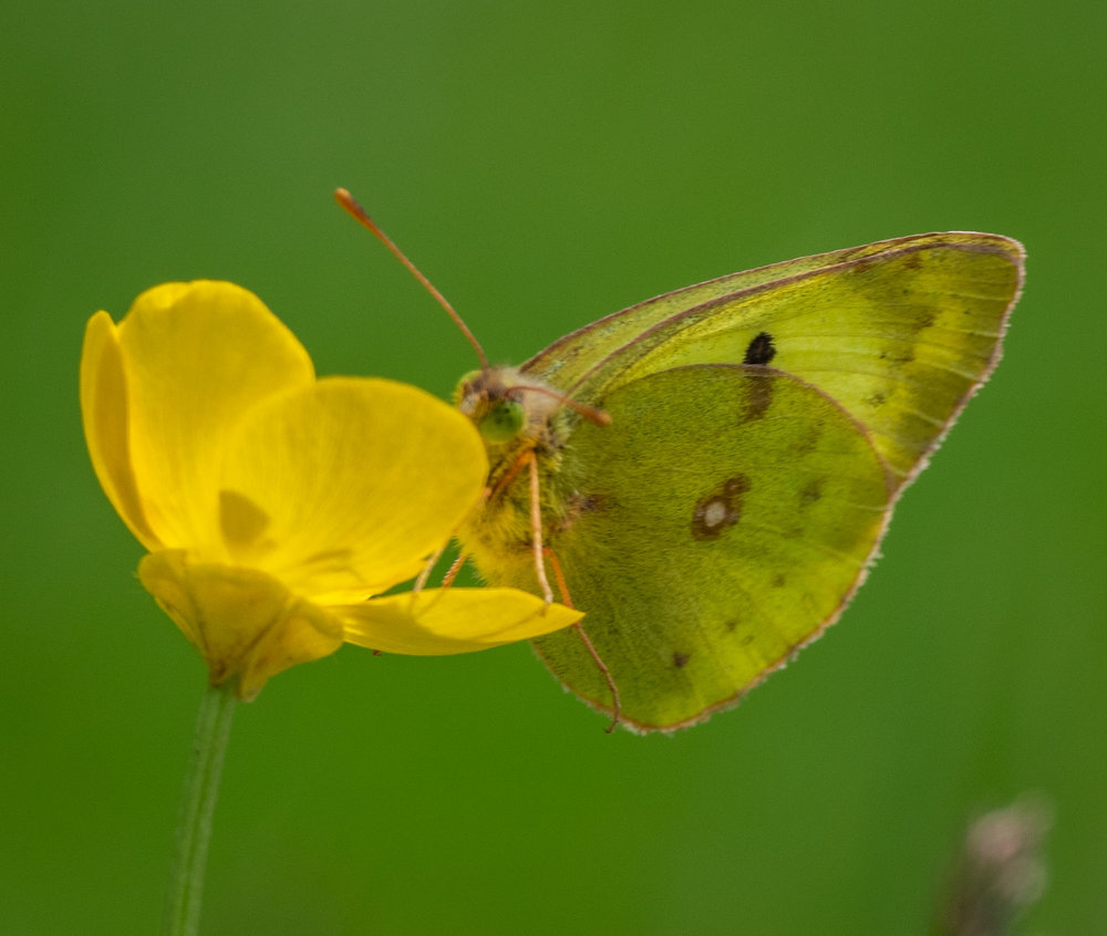 Pale clouded Yellow (Colias hyale)