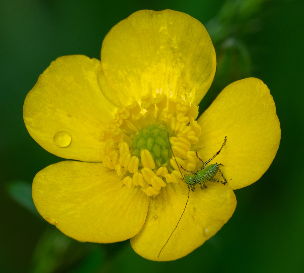 Speckled Bush-cricket (Leptophyes punctatissima)