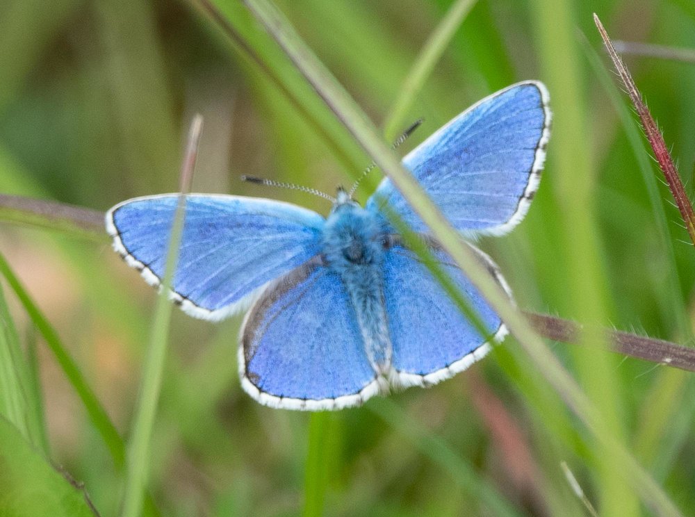 Adonis blue (Polyommatus bellargus)