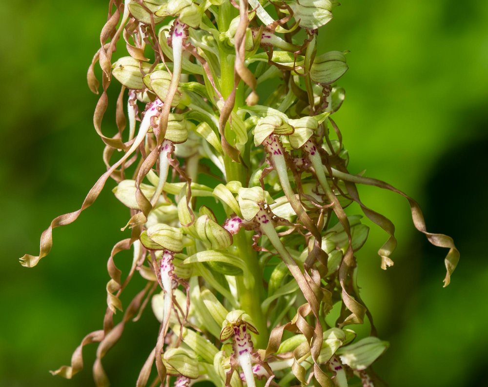 Lizard Orchid (Himantoglossum 