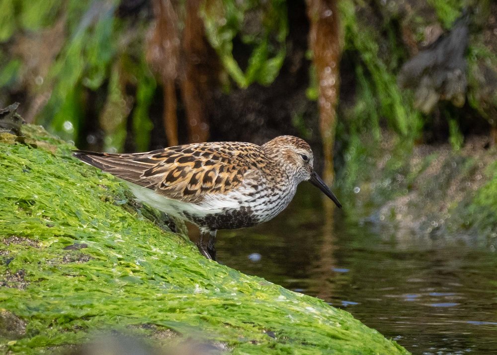 Dunlin (breeding plumage)