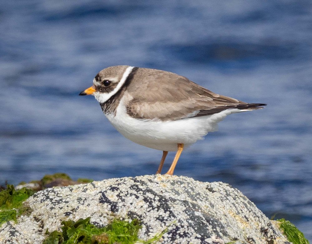 Ringed Plover (early breeding plumage)