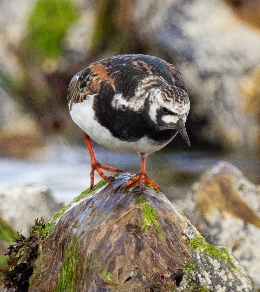 Turnstone (breeding plumage)