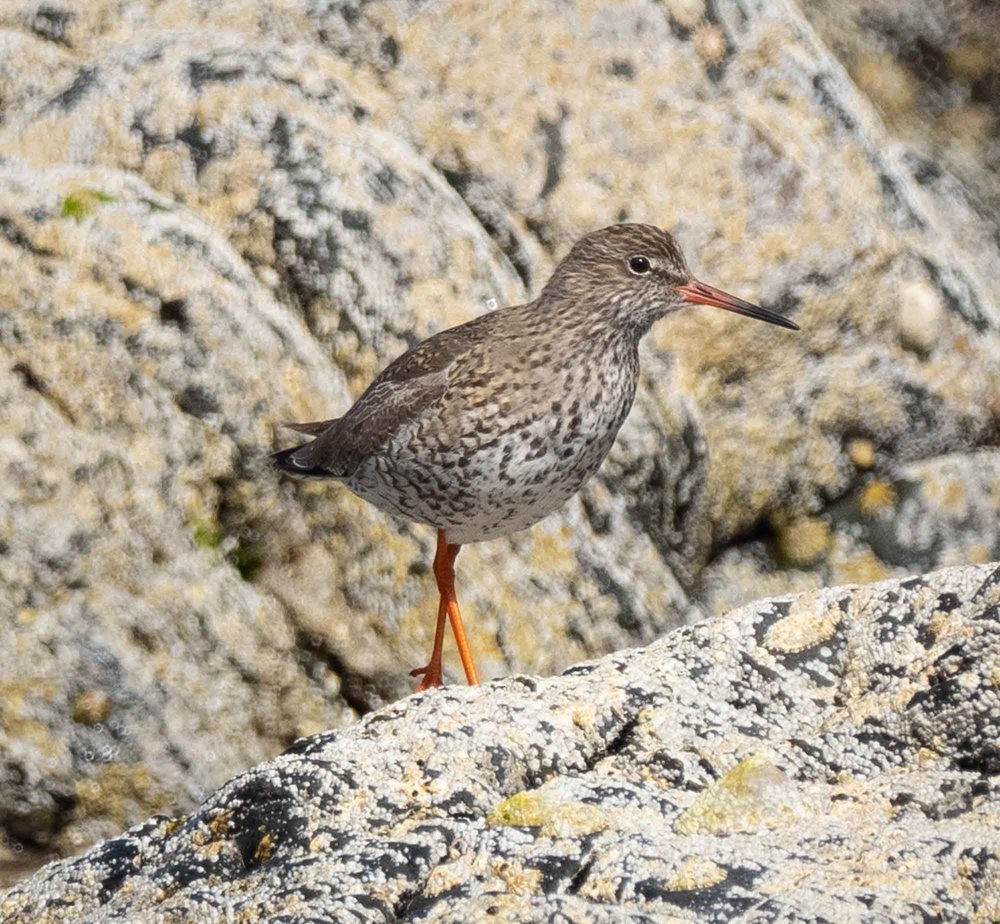 Redshank (breeding plumage)