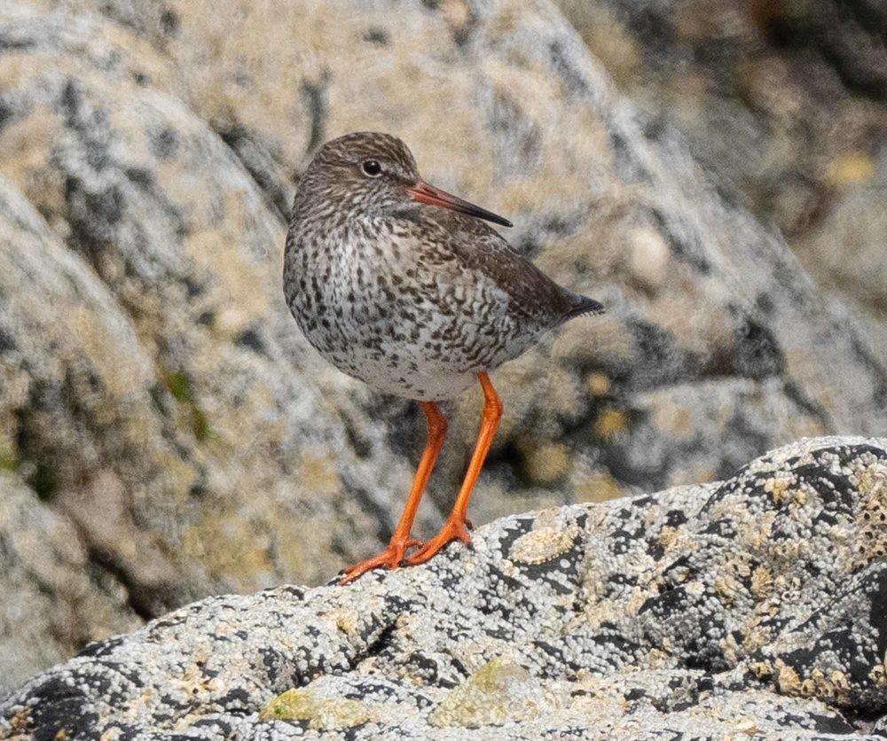 Redshank (breeding plumage)