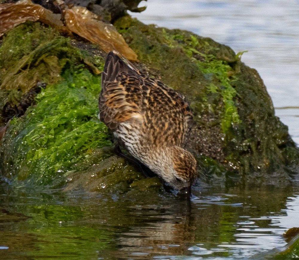 Dunlin (breeding plumage)