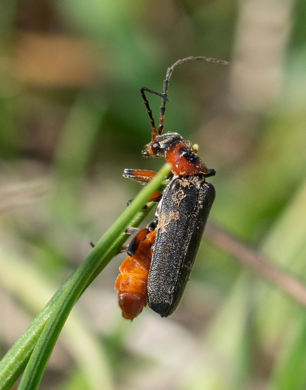 Sailor Beetle (Cantharis fusca)