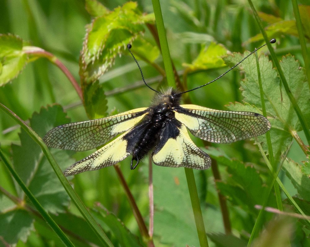 Owly Sulphur (Ascalaphus libelluloides) - a rare lacewing species