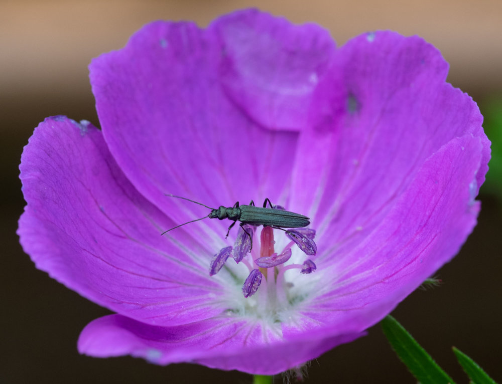 Thick-legged Flower Beetle (Oedemera nobilis)