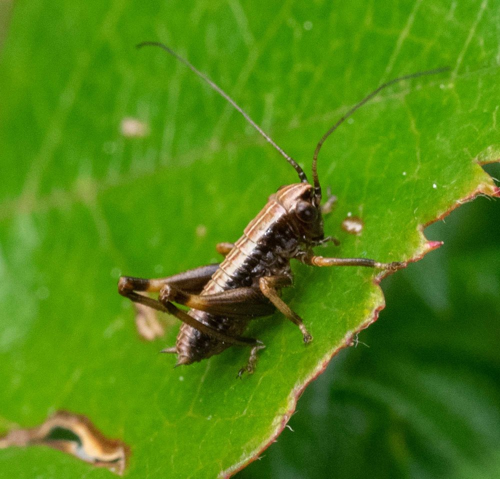 Bush-cricket