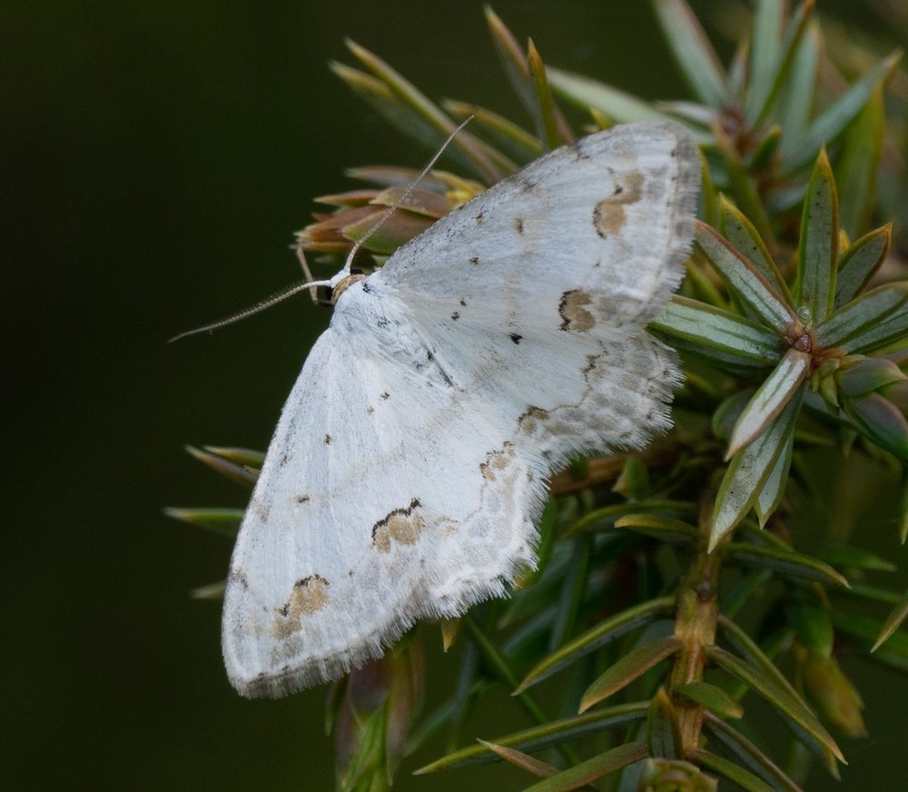 Middle lace border (Scopula decorata)