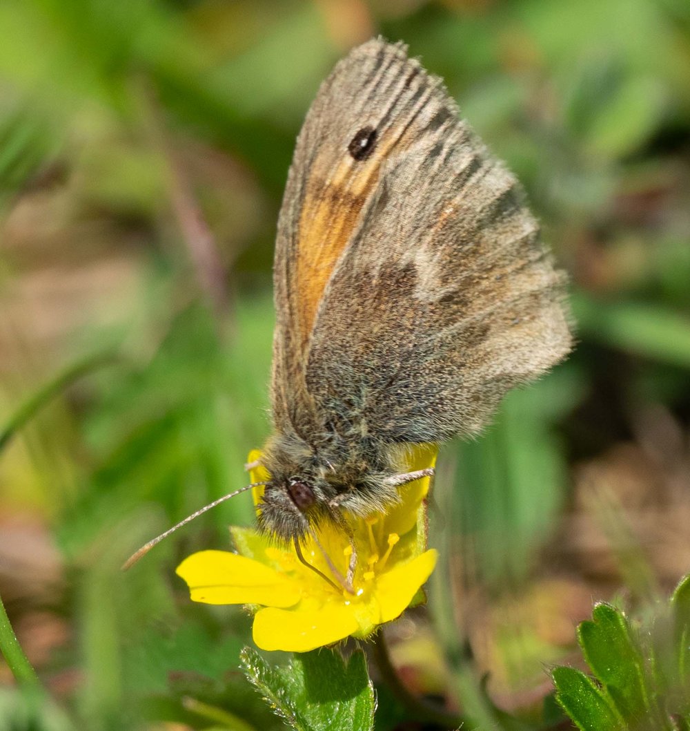 Small heath (Coenonympha pamphilus)