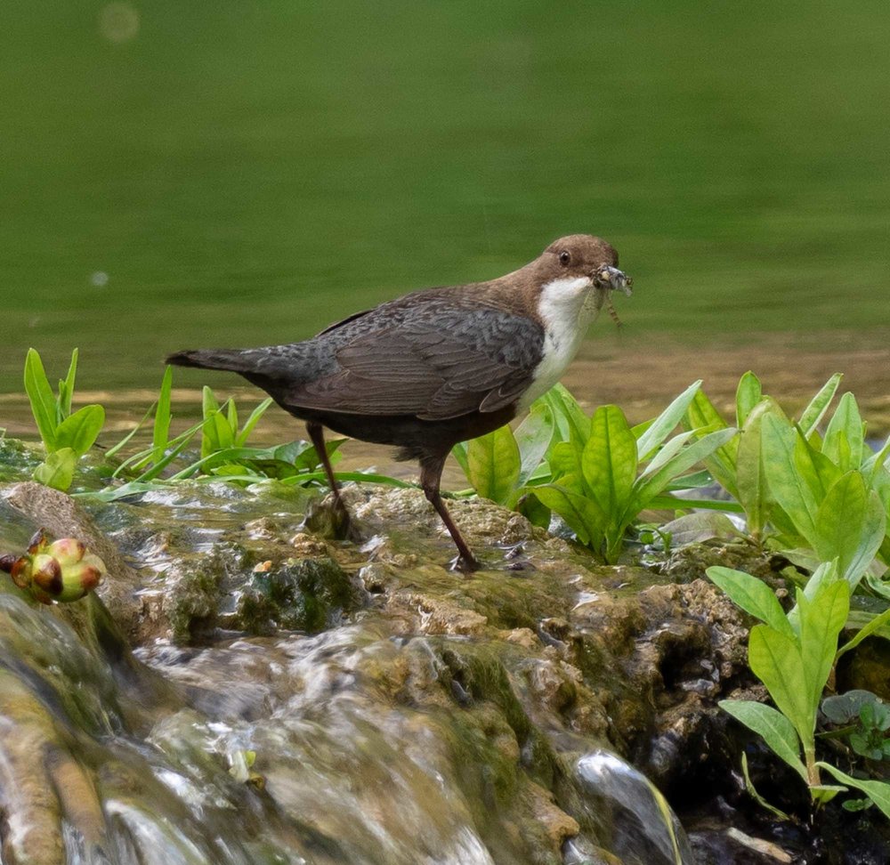 A beak full of mayflies