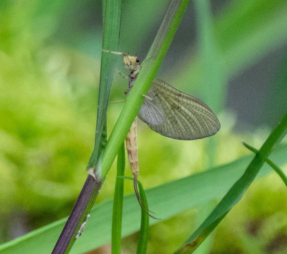 The dipper's quarry - an adult mayfly