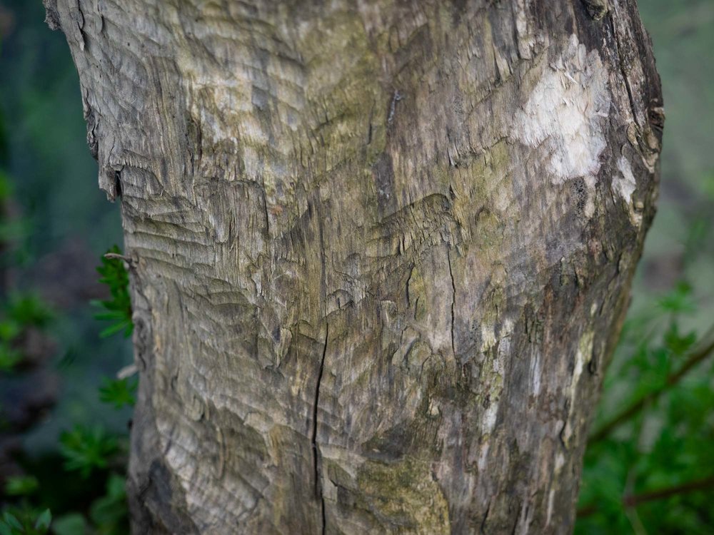 We didn't see any but beavers are known to live here - teeth marks on a tree trunk