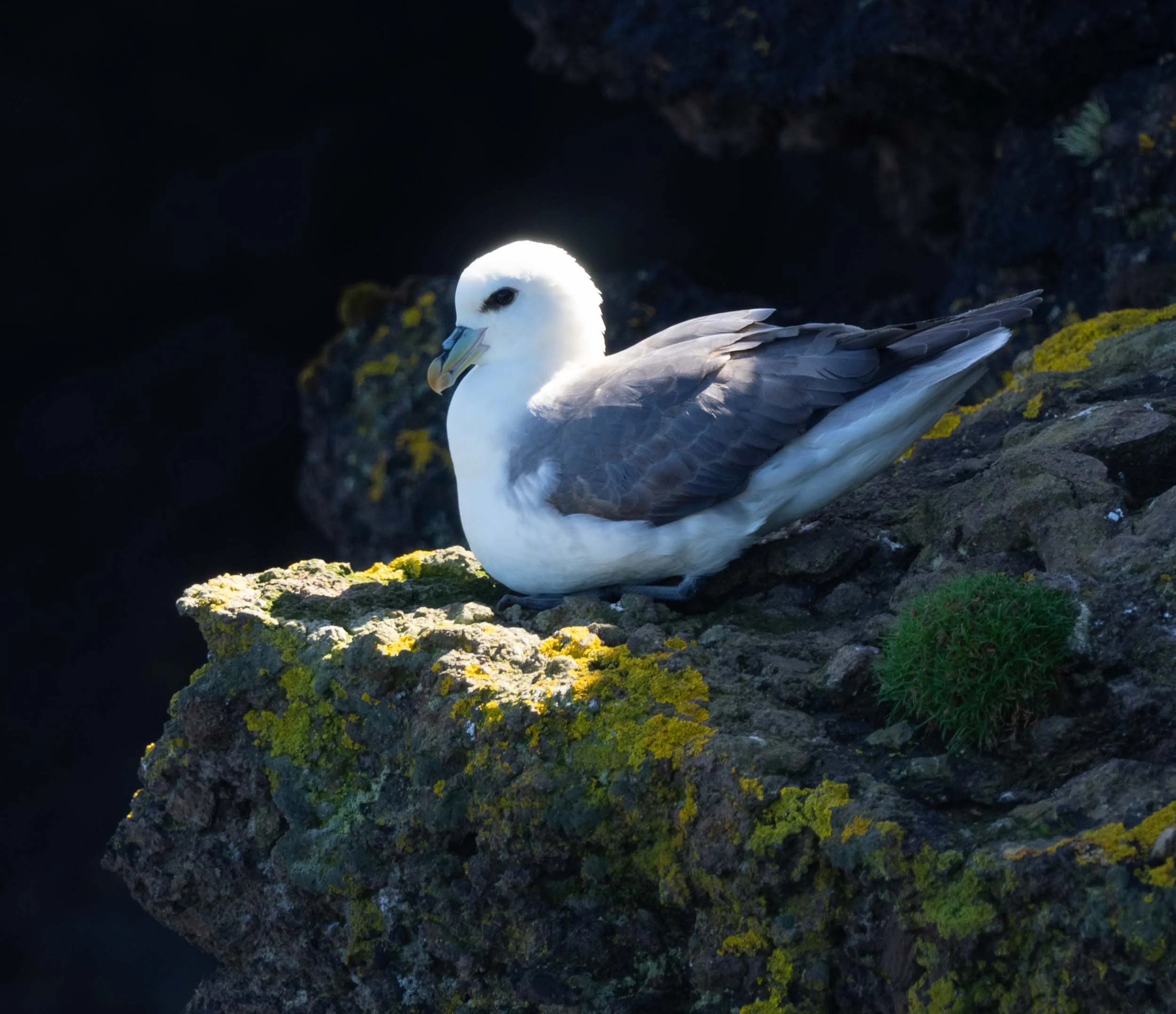 Fulmar ( Mallie in Shetland) – Fulmarus glacialis