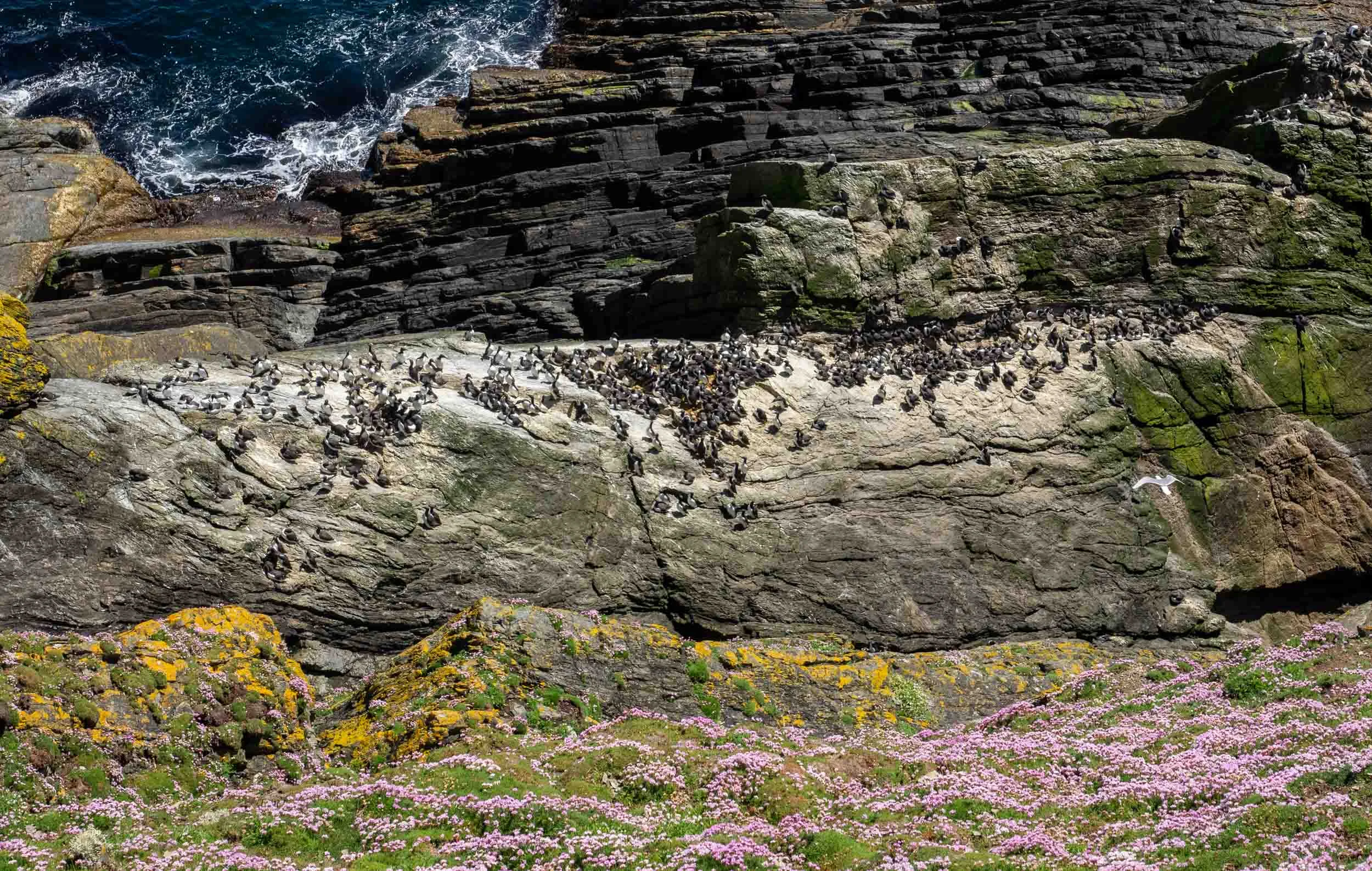 Looking over the edge of the cliffs of Sumburgh Head, to the guillemot colony carpeting the rocks. Common Guillemots ( Longwi in Shetland, Murres in north America) – Uria aalge