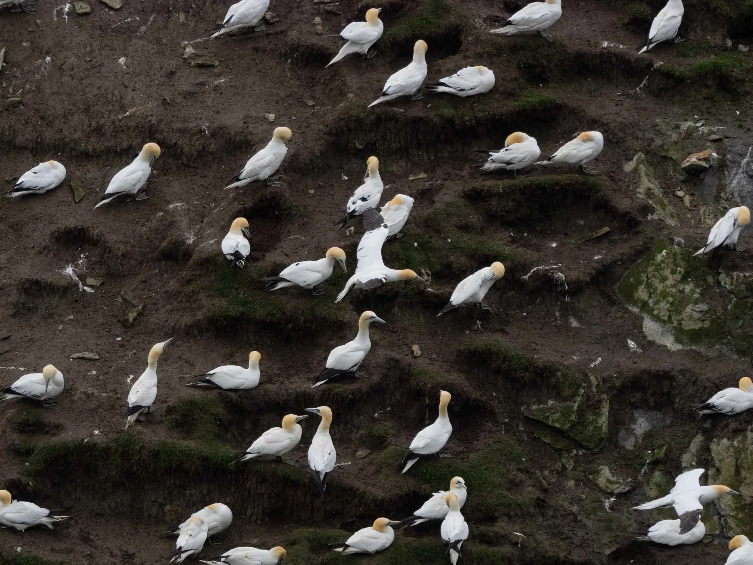 Northern Gannets ( Solans in Shetland) – Morus bassanus