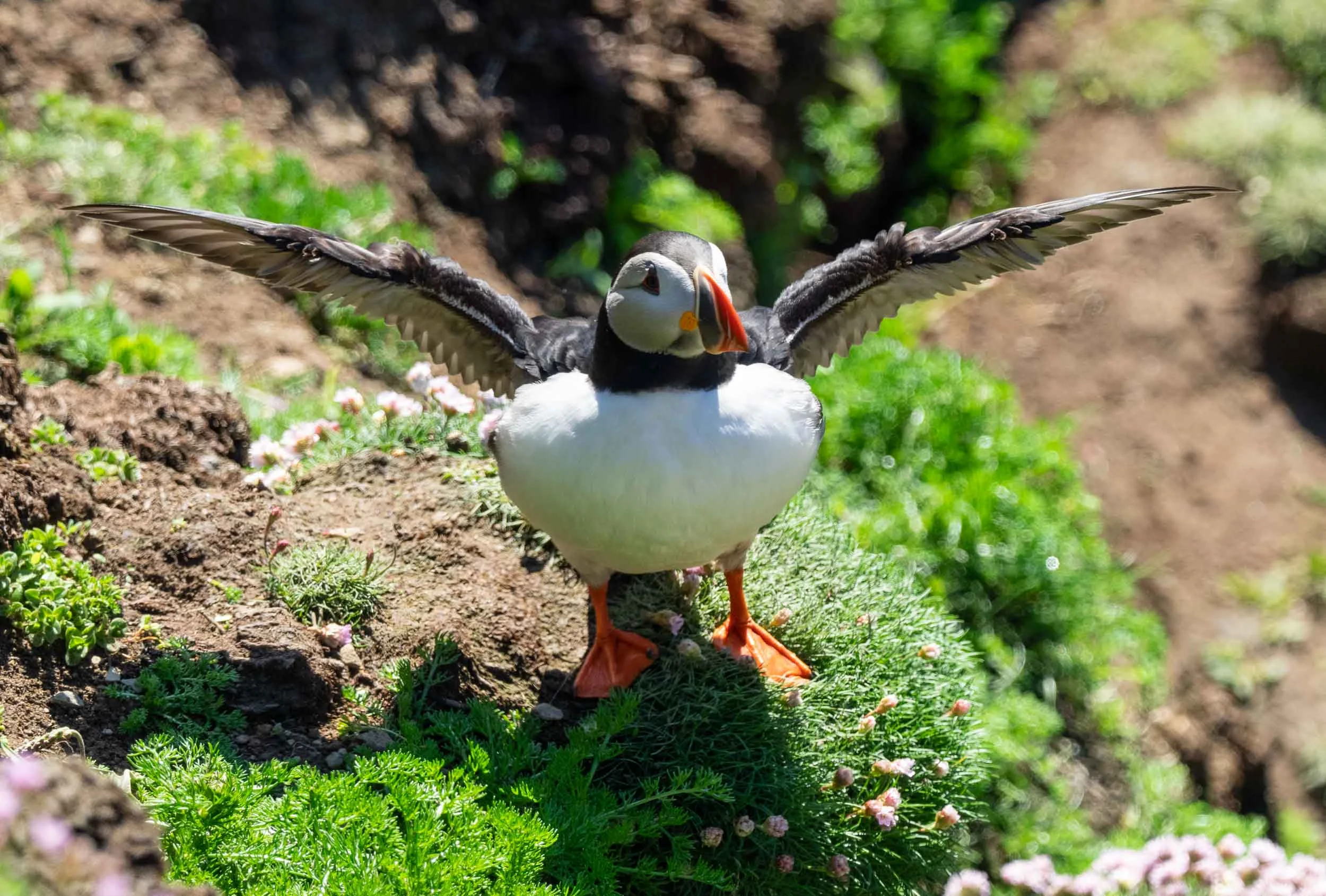 Atlantic Puffin ( Tammy Nory in Shetland) – Fratercula arctica