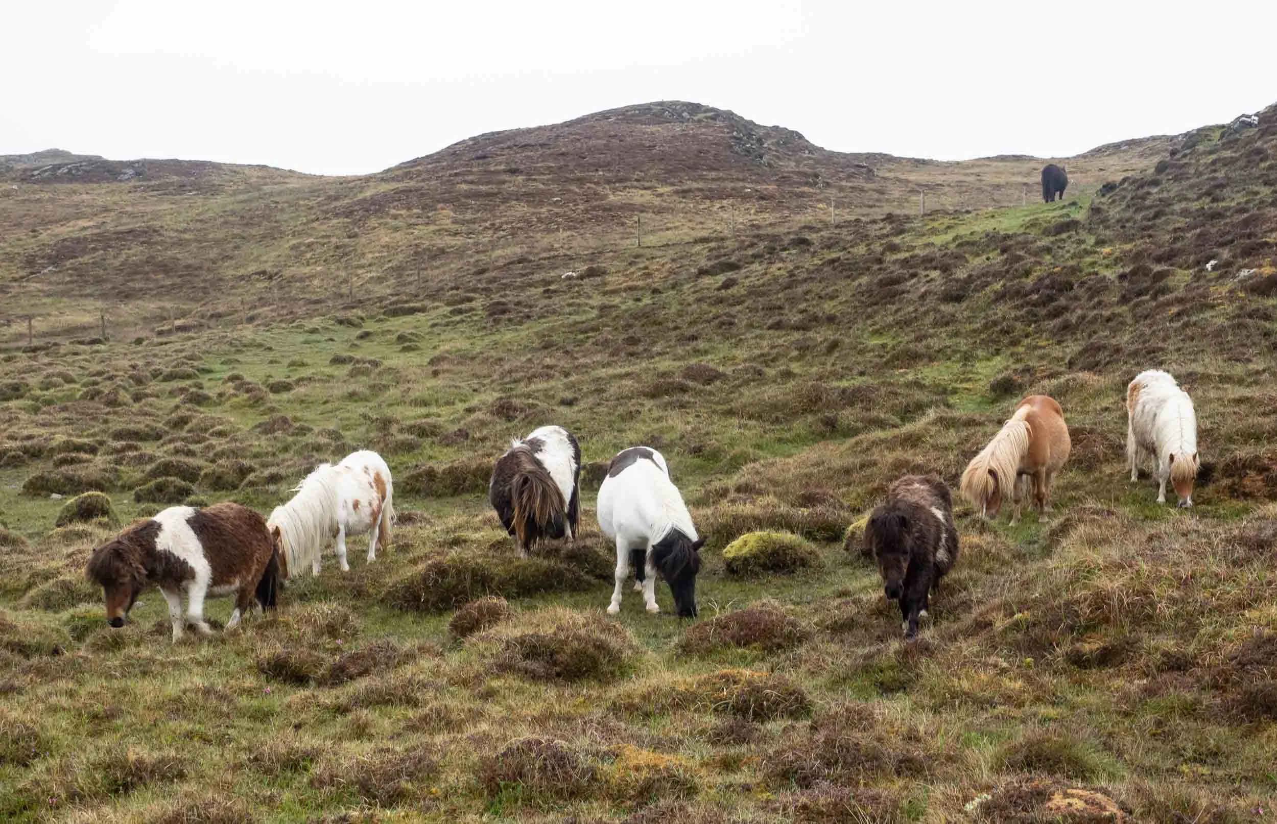 The black pony in the distance seemed to be keeping lookout. It didn’t move from this position the whole time we interacted with the rest of the herd.