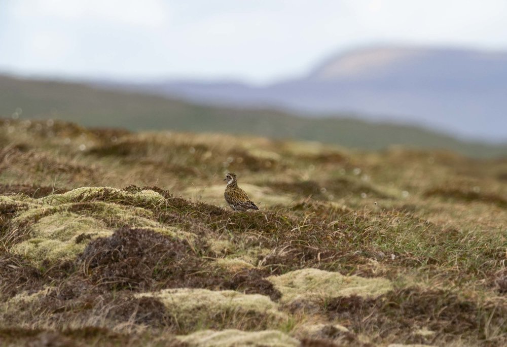 Lambhoga, FETLAR