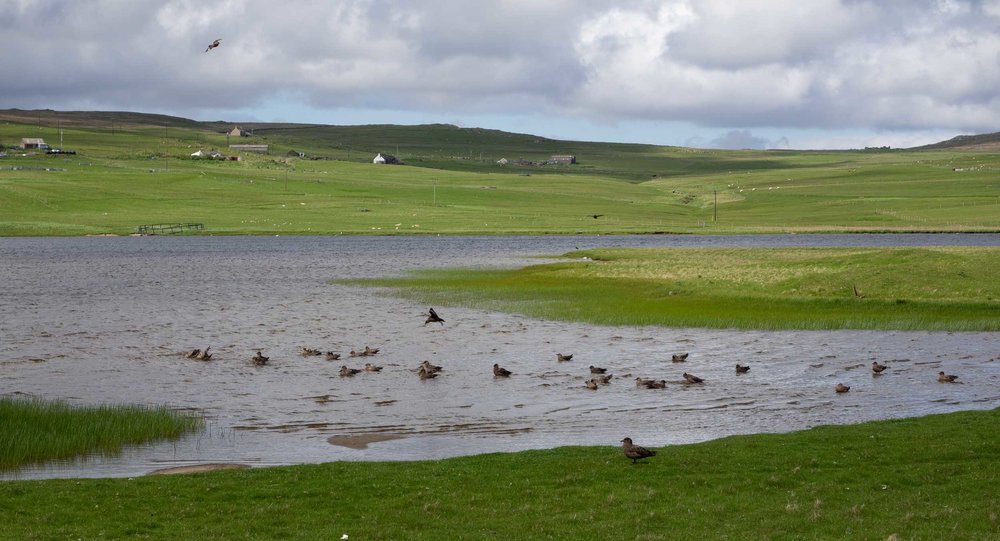 Tresta, FETLAR