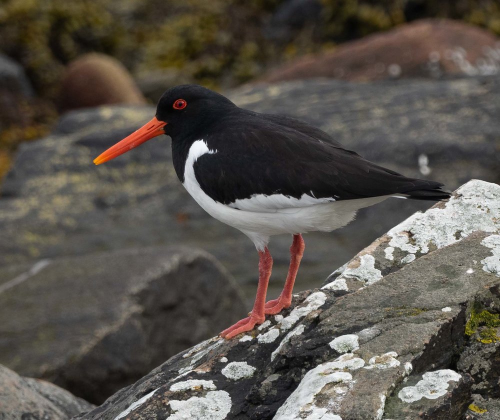 Eurasian Oystercatcher