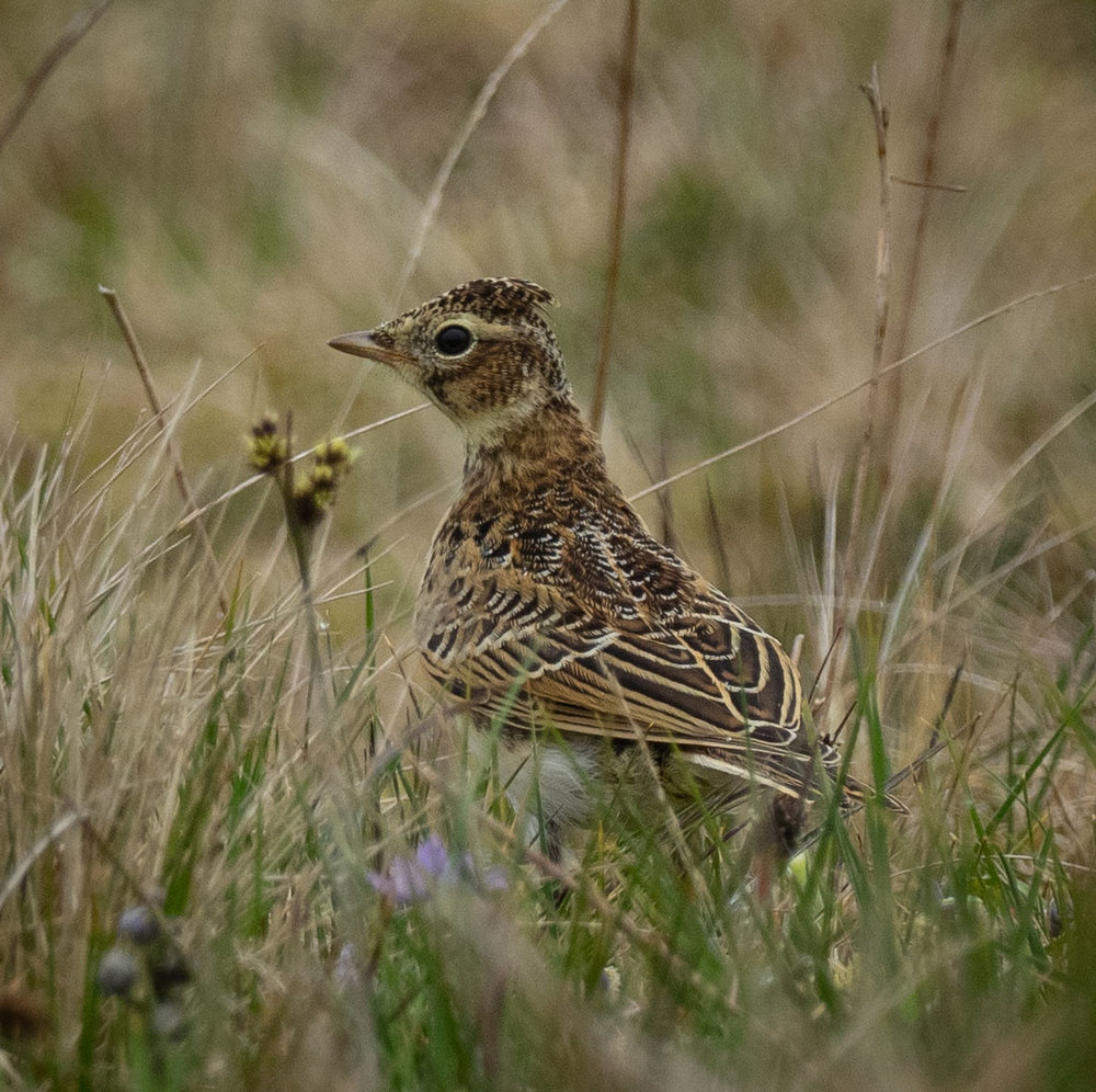 Common Skylark