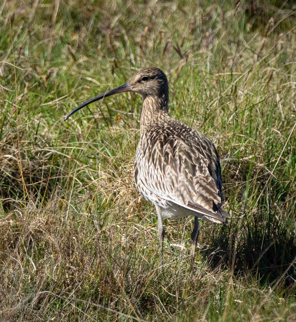 Eurasian Curlew