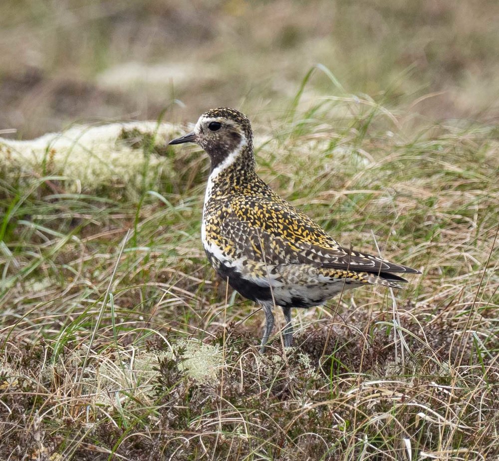 European Golden Plover