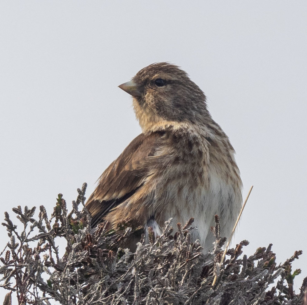 Twite