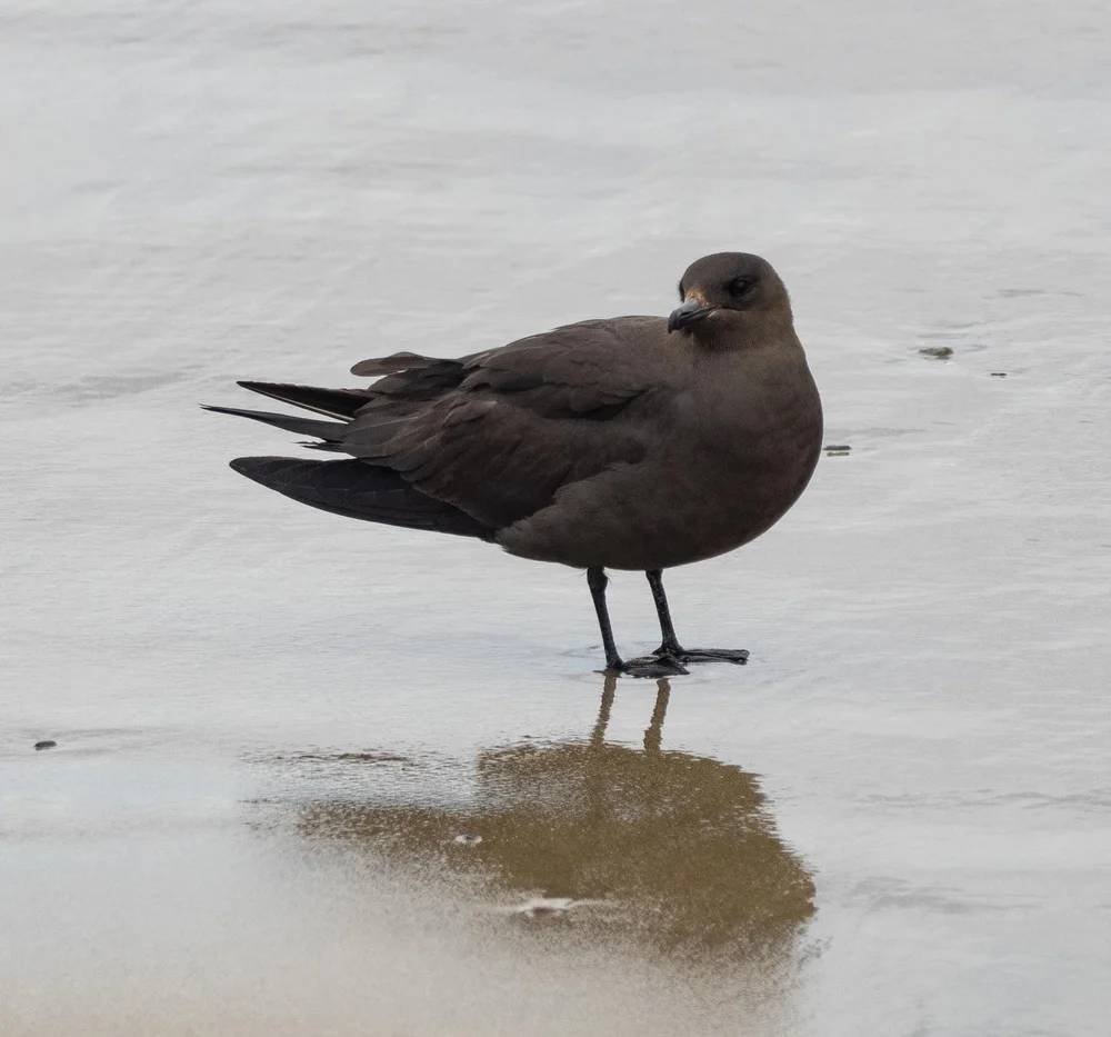 Arctic Skua