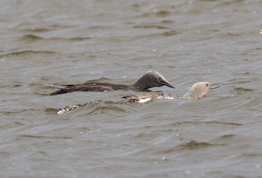 Red-throated Diver (or Loon)