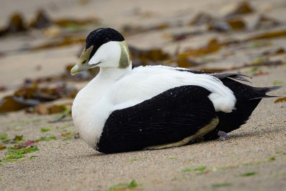 Common Eider (Male)