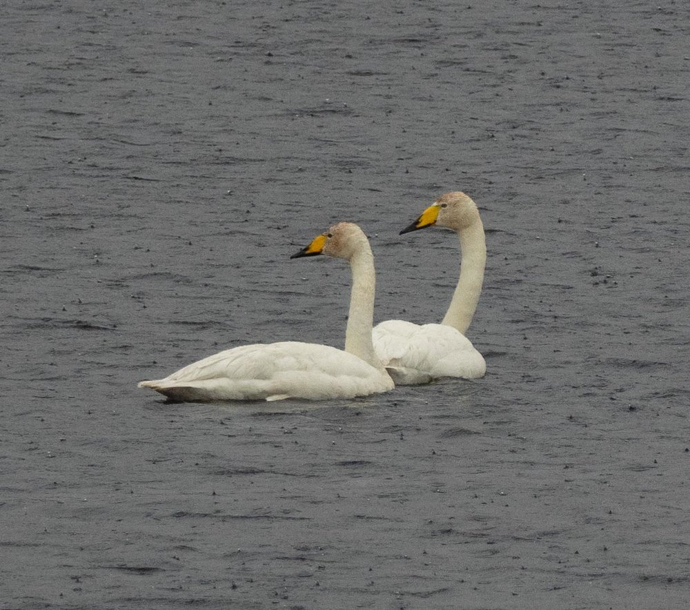 Whooper Swan